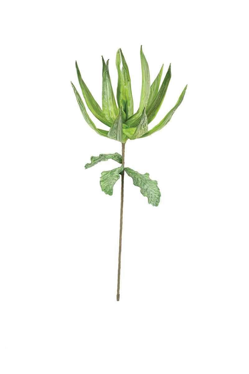 Botanica #3411