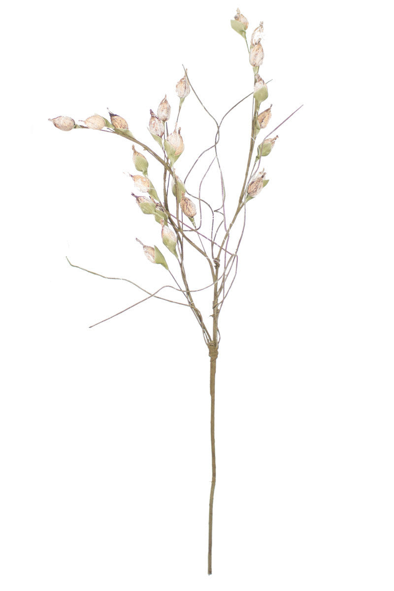 Botanica #2261
