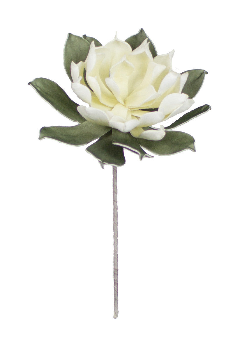 Botanica #2299