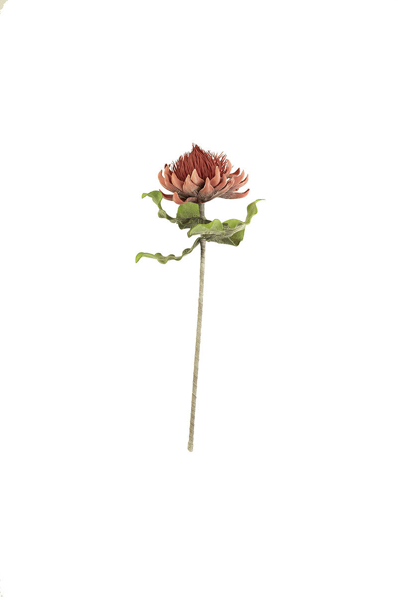 Botanica #2422