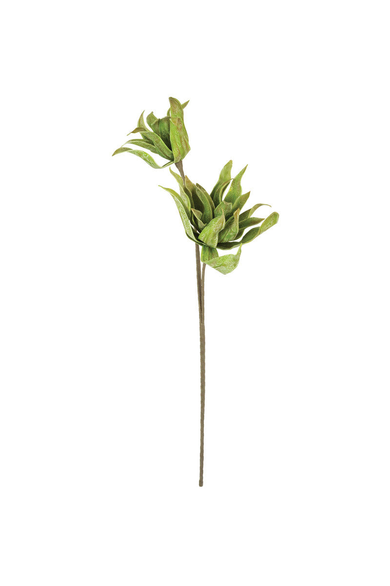 Botanica #2654