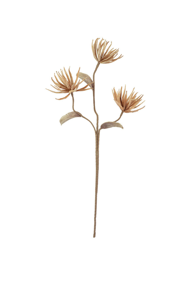 Botanica #2664
