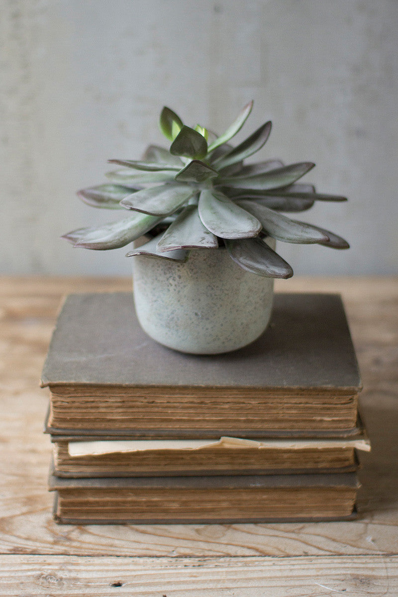 Succulent with Cement Pot Set of 4