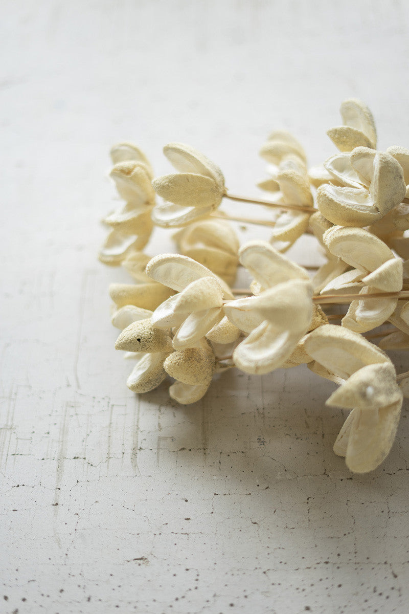 Bundle of 24 Bleached Bullet Flowers on Stems