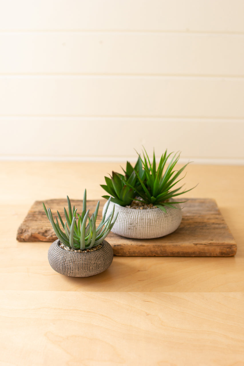 Succulents in Concrete Pots - Set of Two