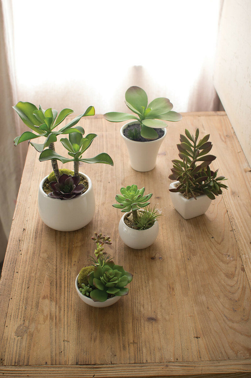 Artificial Succulents w White Ceramic Pots Set of 5