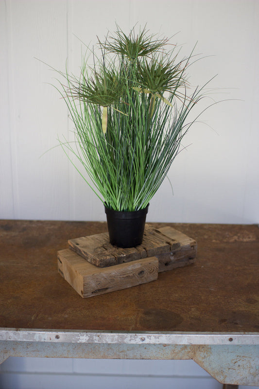 Cyprus Grass in Plastic Pot